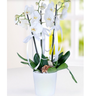 3 dal beyaz orkide